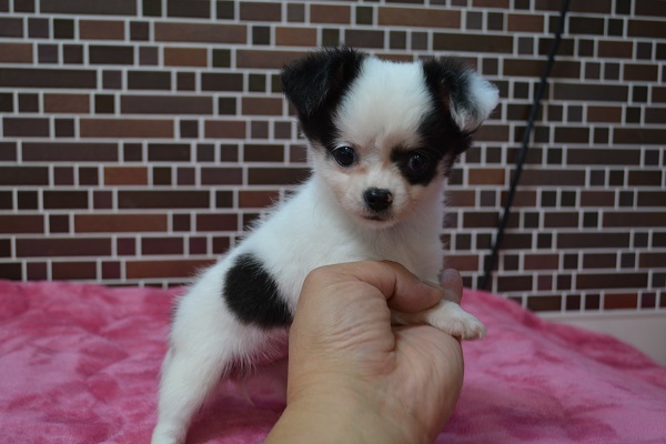 飼い主様決まったワン！