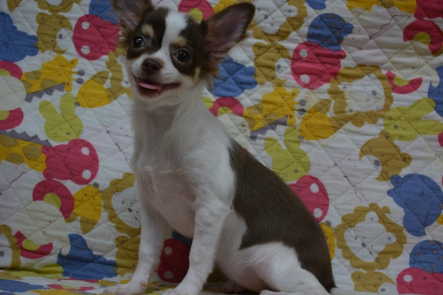 飼い主様決まったワン！