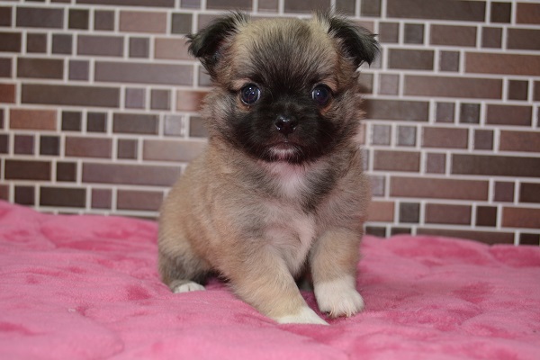 飼い主様決まったワン！