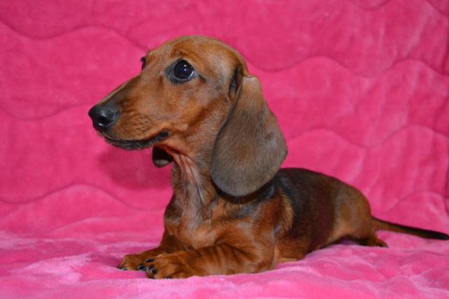 ミニチュアダックスフント（スムース） レッド 女の子 2017年6月