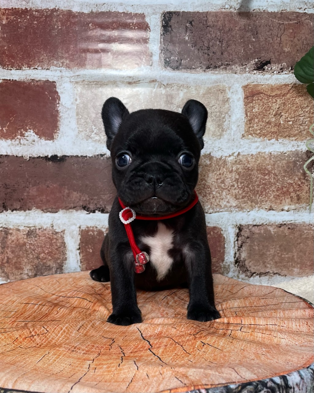 飼い主様決まったワン！