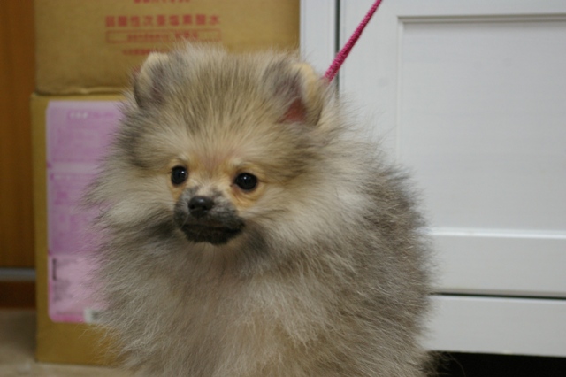 飼い主様決まったワン！