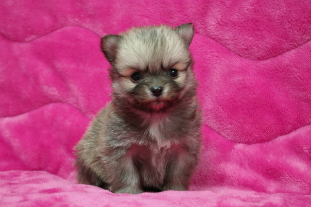 飼い主様決まったワン！
