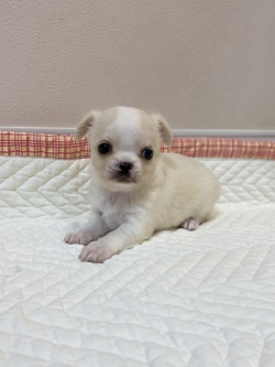 飼い主様決まったワン！