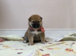 飼い主様決まったワン！