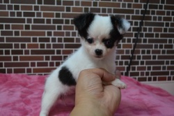 飼い主様決まったワン！