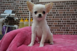 飼い主様決まったワン！