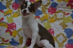 飼い主様決まったワン！