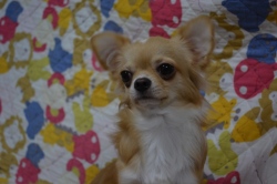 飼い主様決まったワン！
