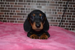 飼い主様決まったワン！