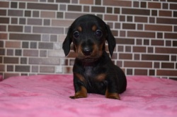 飼い主様決まったワン！