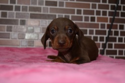 飼い主様決まったワン！