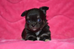 飼い主様決まったワン！