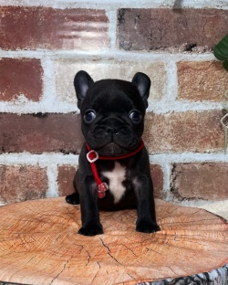 飼い主様決まったワン！