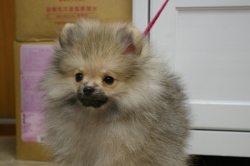 飼い主様決まったワン！