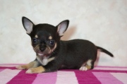 ����� (���ࡼ��)���֥�å��������ˤλҡ�2012ǯ3��19�����ޤ�