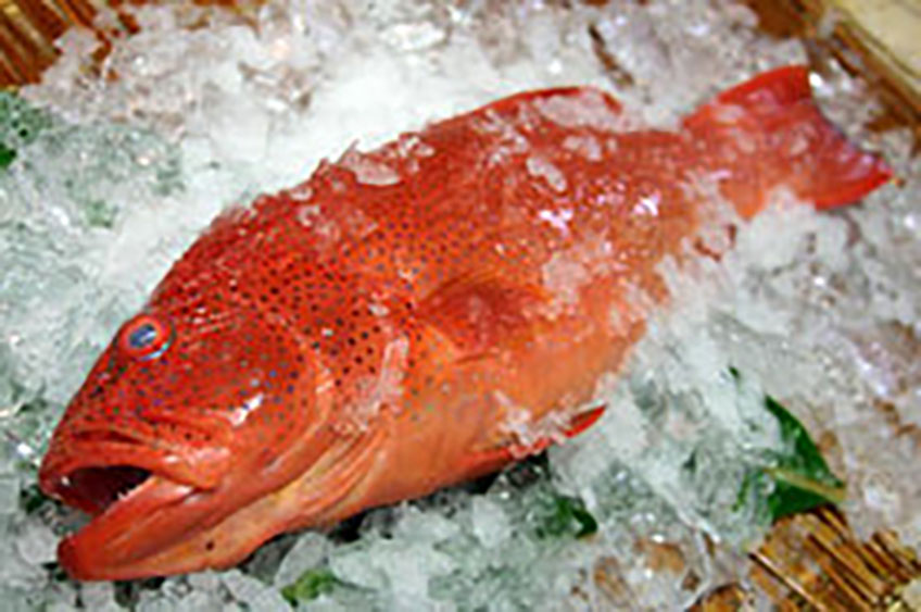 アカジンミーバイ（スジアラ）1.5～2kg