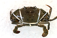 沖縄産 ノコギリガサミ 3kg 5-6杯