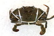 沖縄産 ノコギリガサミ 3kg 5-6杯