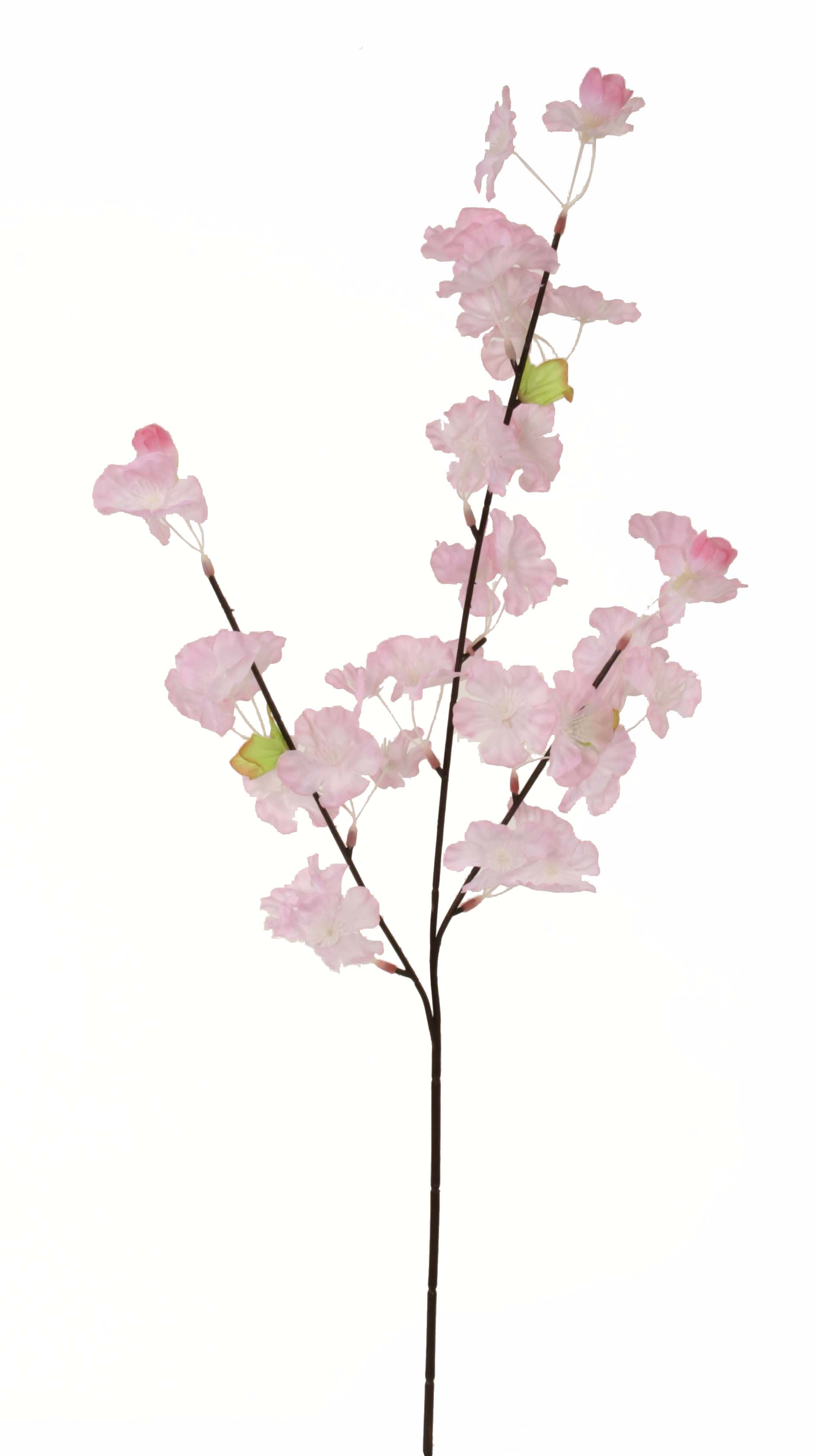 桜中枝
