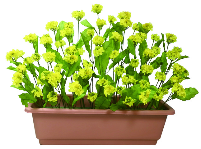菜の花スクエアプランター
