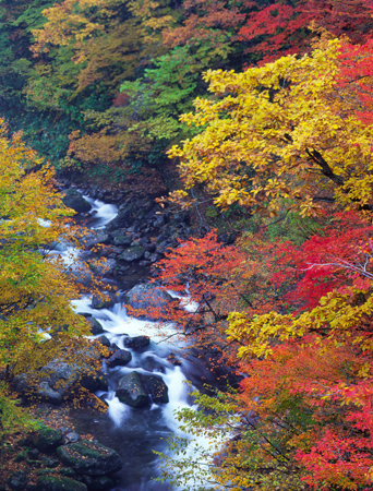 紅葉タペストリー