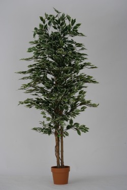 ファイカスツリー(FW)