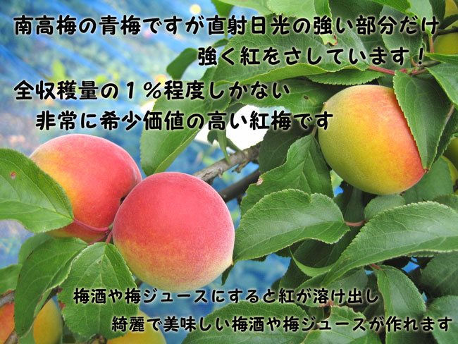 �²λ�����������ߤι��ߤ������Ȥ�ľ��