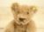 ����ƥ����� ���奿���� Steiff �ƥǥ��٥� Teddy Bear �ߥ˥��奢������