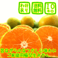 �櫓����������ߤ���