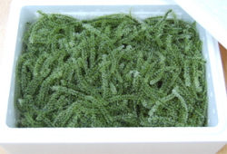 ���컺�����֤ɤ���A500g