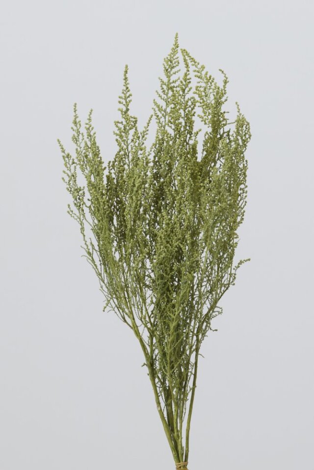 ストーベ グラスグリ-ン 01760-791