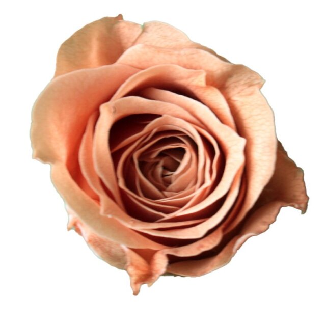 ビビアン ピンクモカ 02370-811