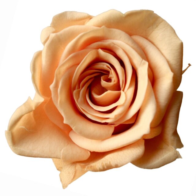 ローズ・いずみ ブロッサムピーチ 03480-343