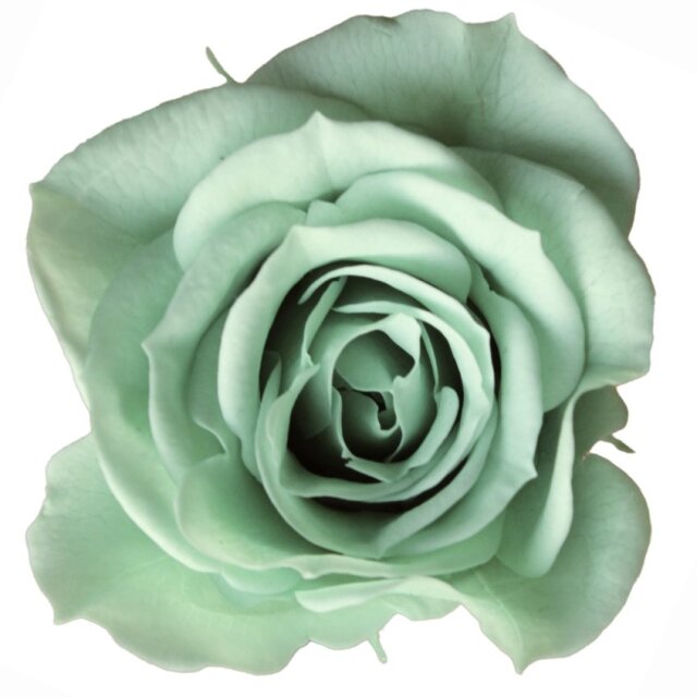 ローズ・いずみ ミントブルー 03480-622