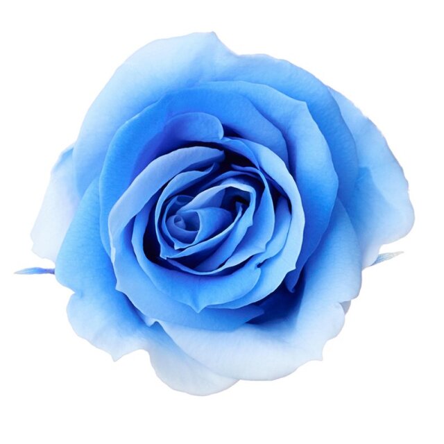 ローズ・いずみ・スフレ ブルーシアン 03491-661