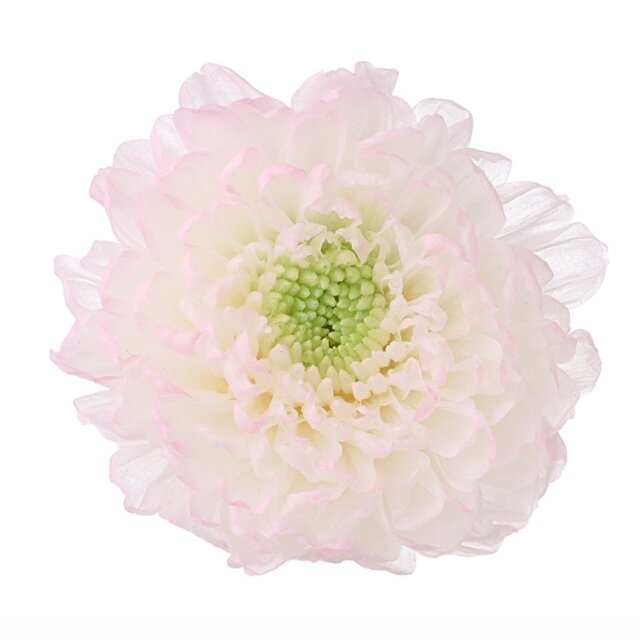 小菊・ほのか ピンク 04190-173