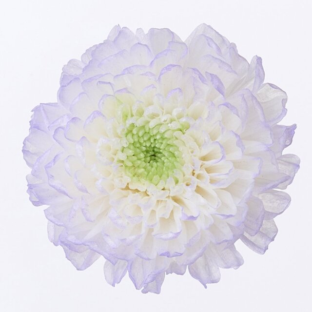 小菊・ほのか パープル 04190-473