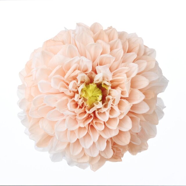 ダリア・グレイス(グラデーション) ピーチ 04685-371