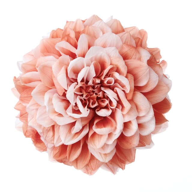 ダリア・グレイス(グラデーション) キャロットオレンジ 04685-381