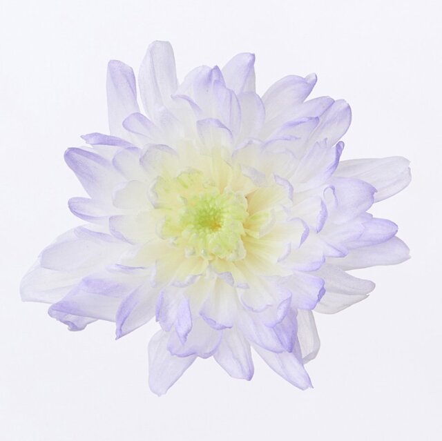 ことね菊・ほのか パープル 04790-473