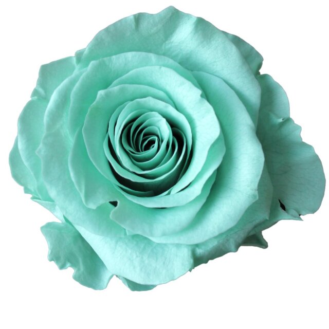 ローズ・かのんM ミントブルー 05202-622