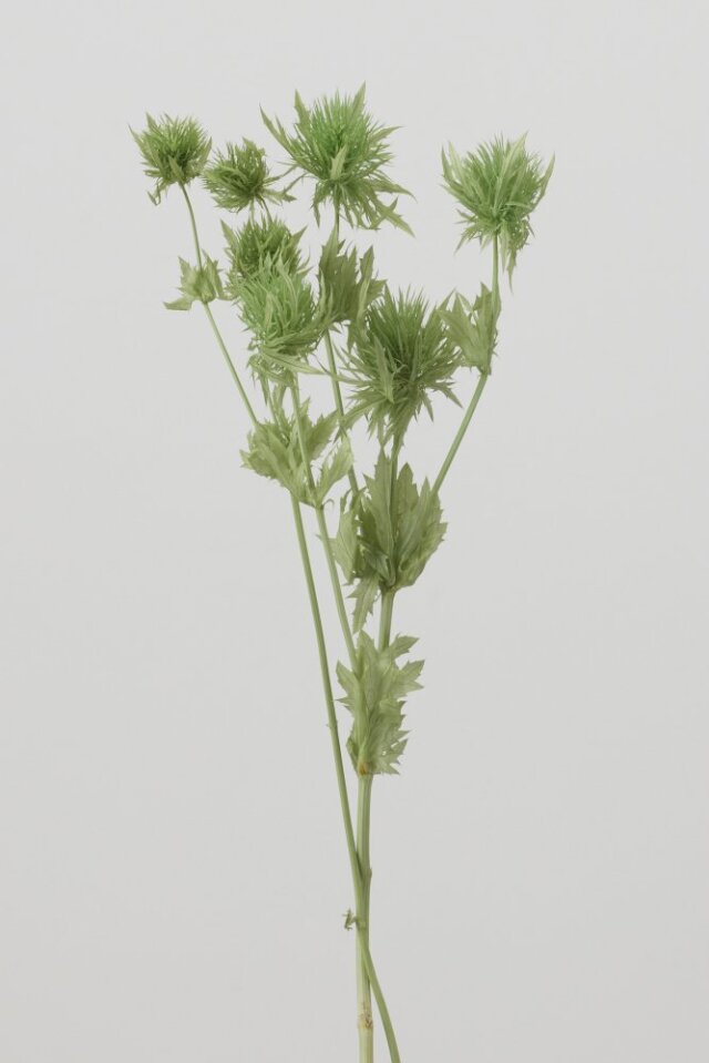 エリンジューム コバルトグリーン 10340-761