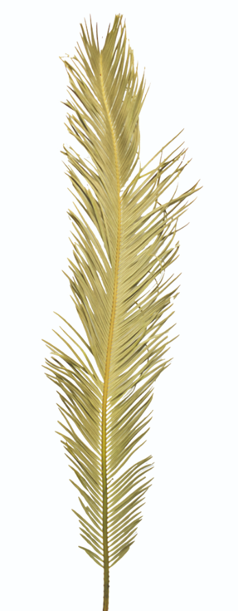 ソテツ ロング 17443