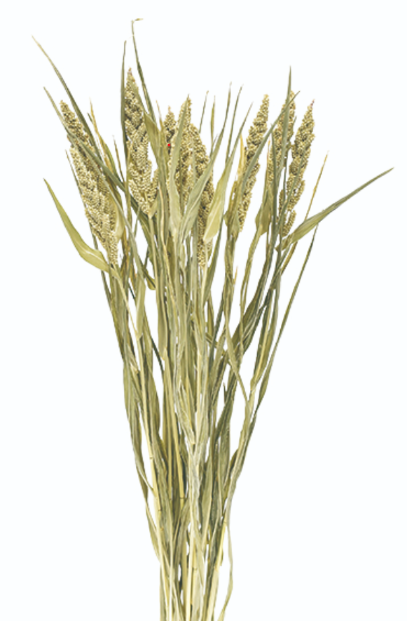 ダルマヒエ 17444