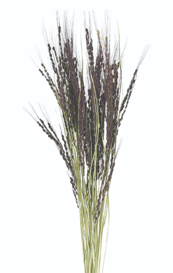 古代米 神丹穂 17445