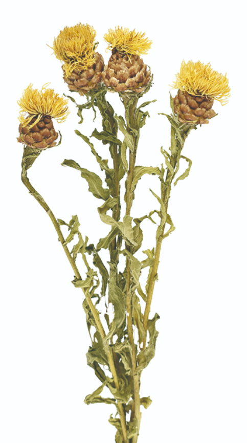 黄金矢車草 17446