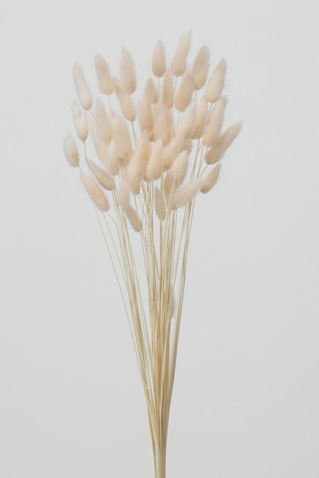 ラグラス シャーベットピーチ 42050-371