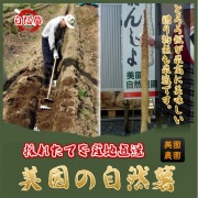 自然薯 自然農園から採れたてを産地直送・山芋・やまいも