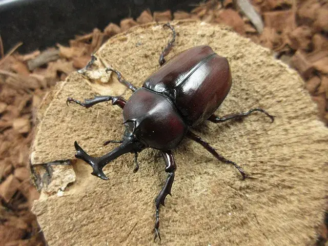 ヤクシマカブトムシ(屋久島)63ミリ